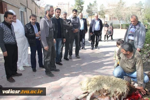 ذبح قربانی  جهت سلامتی امام زمان (عج)برگزارشد. 5